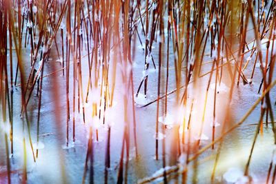 Close-up of frozen plants on land