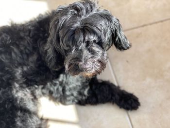 High angle view of dog on floor
