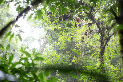 Reflection of trees in water