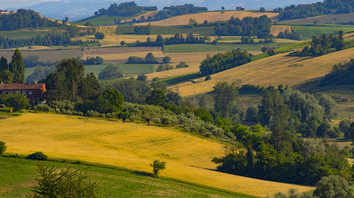 Scenic view of agricultural field