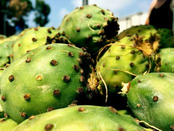 Close-up of prickly pear cactus