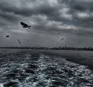 Seagull flying over sea against sky