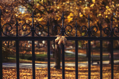 Close-up of metal gate against trees during autumn