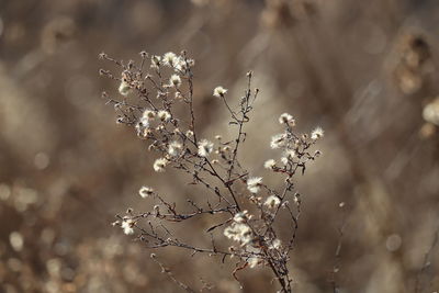 Close-up of cherry blossom