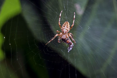 Close-up of spider on web