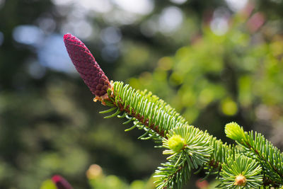 Close-up of red plant