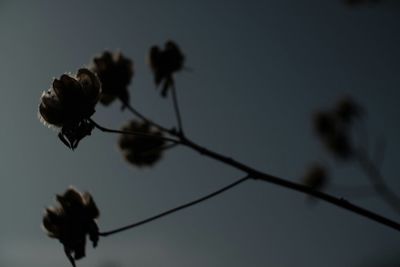 Close-up of flowers