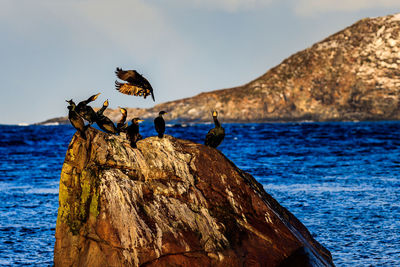 Close-up of bird perching on rock by sea against sky