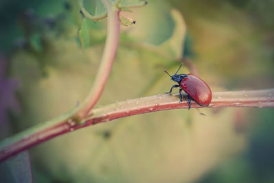Close-up of insect on leaf