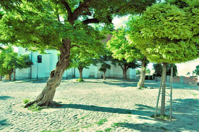 Trees in park