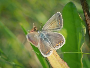 Close-up of butterfly on plant