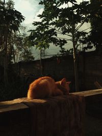 Cat sitting on a tree
