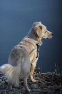 Side view of dog looking away