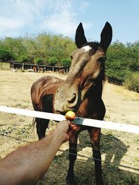 Horse standing on field