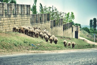 Herd on goats by street
