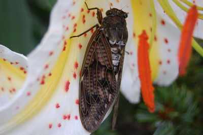 Close-up of insect on leaf