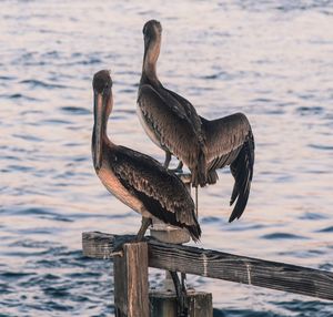 Close-up of pelican perching on water