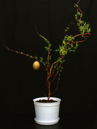 Golden egg growing on potted tree against black background