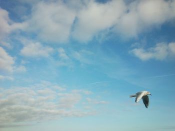Low angle view of seagull flying against sky