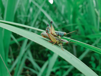 Close-up of grasshopper on grass