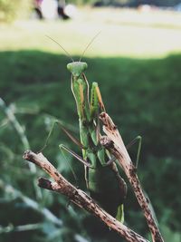 Close-up of insect on plant