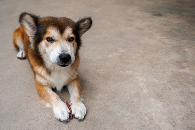 High angle portrait of dog sitting outdoors