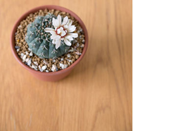 High angle view of flowers in bowl on table