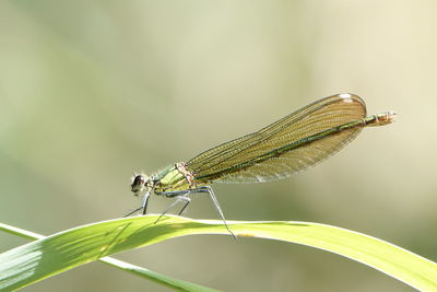 Close-up of grasshopper