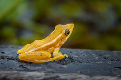 Golden mantella.khulna,bangladesh.