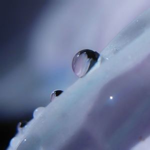 Close-up of water drop on leaf