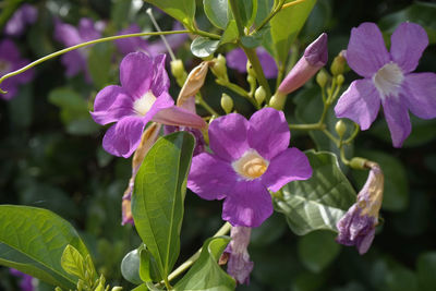 Close-up of purple flowering plants