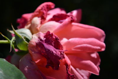 Close-up of pink rose flower