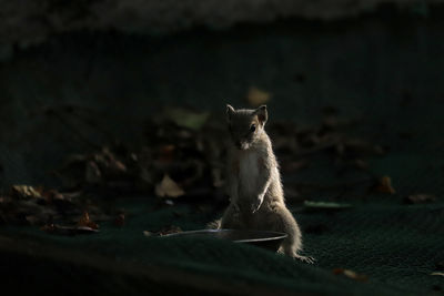 Palm squirrel standing on hind legs and backlit by the setting sun, against a dark background