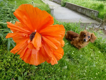 Close-up of dog on flower