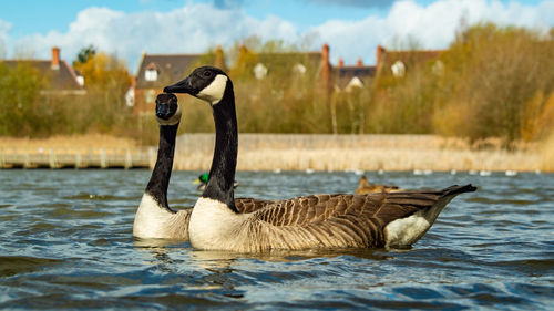 Pair of canadian geese low water  level view close up 