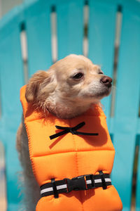 Close-up of a dog looking away