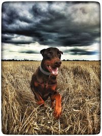 Dog standing on field against cloudy sky