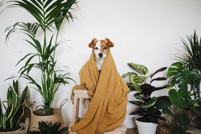 Portrait of a dog against plants