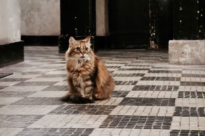 Portrait of cat sitting