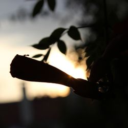 Close up of plant against blurred background