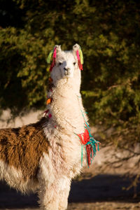 Alpaca in a oasis in the atacama desert, tambillo, atacama desert, chile, south america