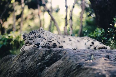 Close-up of tiger lying on rock