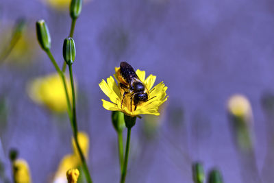 Close-up of insect on purple flower