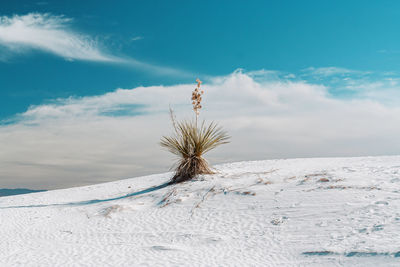 Plant on sand against sky 