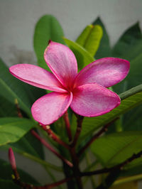 Close-up of pink and purple flower