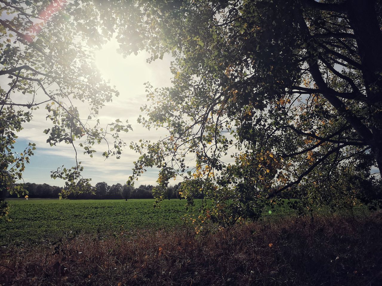 TREES ON FIELD AGAINST SKY