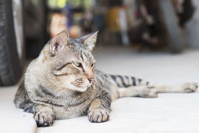 Close-up of a cat looking away