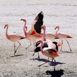 Salar de uyuni, bolivia, flamingo silhouette