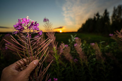 Cropped hand holding purple flowering plants against sky during sunset