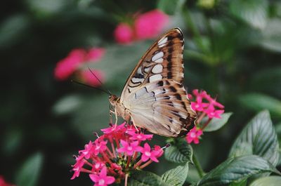 Butterfly pollinating on pink flower